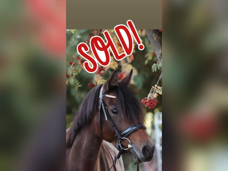 Duitse rijpony Merrie 9 Jaar 147 cm Donkerbruin in Limburg an der Lahn