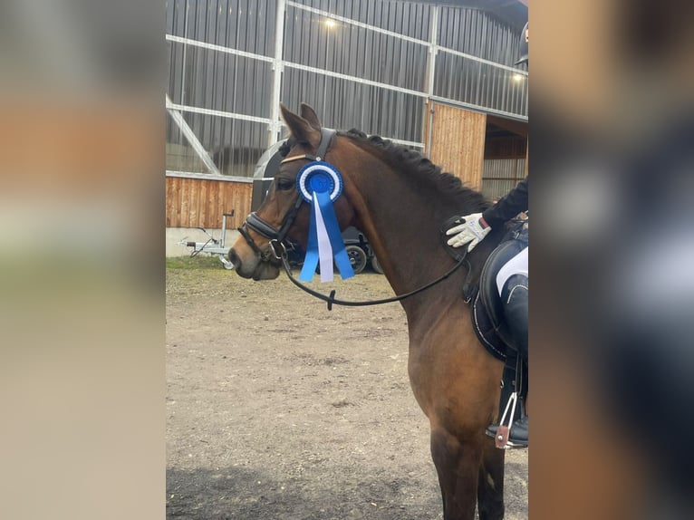 Duitse rijpony Merrie 9 Jaar 147 cm Donkerbruin in Limburg an der Lahn