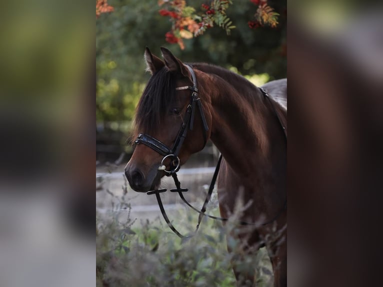 Duitse rijpony Merrie 9 Jaar 147 cm Donkerbruin in Limburg an der Lahn