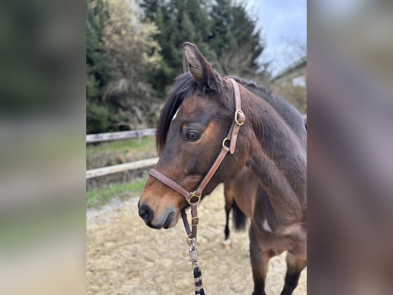 Duitse rijpony Merrie 9 Jaar 147 cm Donkerbruin in Limburg an der Lahn