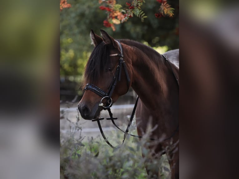 Duitse rijpony Merrie 9 Jaar 147 cm Donkerbruin in Limburg an der Lahn