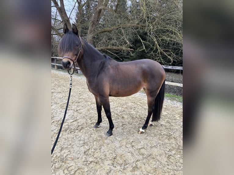 Duitse rijpony Merrie 9 Jaar 147 cm Donkerbruin in Limburg an der Lahn