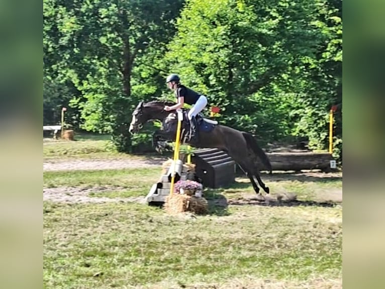 Duitse rijpony Merrie 9 Jaar 147 cm Donkere-vos in Oeversee