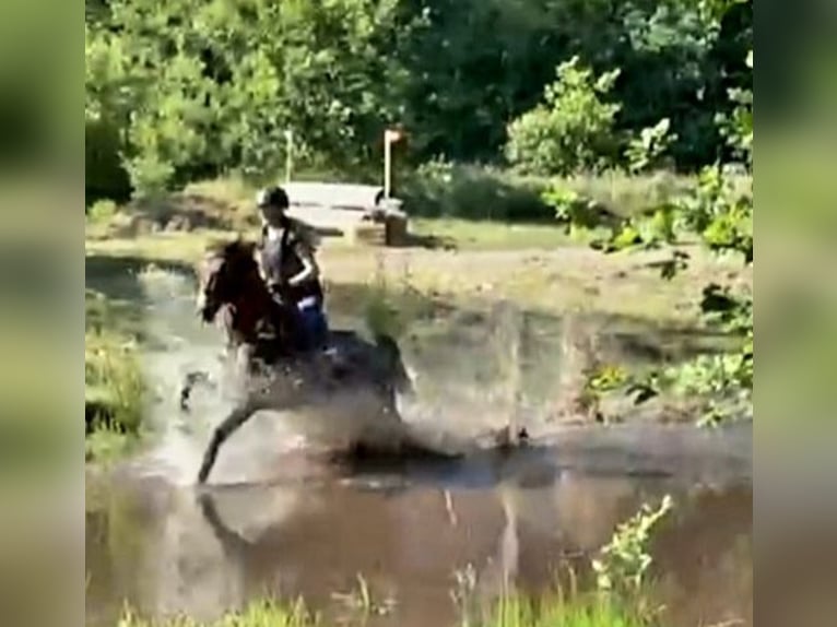 Duitse rijpony Merrie 9 Jaar 147 cm Donkere-vos in Oeversee