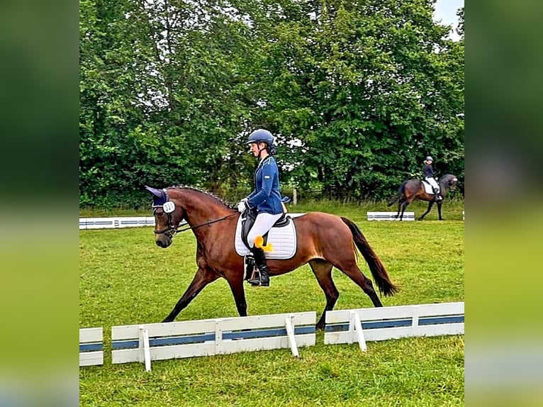 Duitse rijpony Merrie 9 Jaar 147 cm Donkere-vos in Oeversee