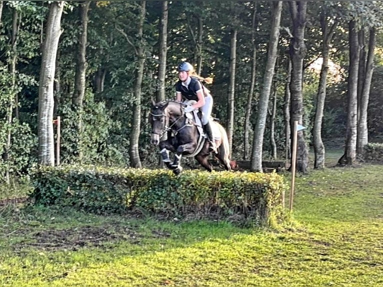 Duitse rijpony Merrie 9 Jaar 147 cm Donkere-vos in Oeversee