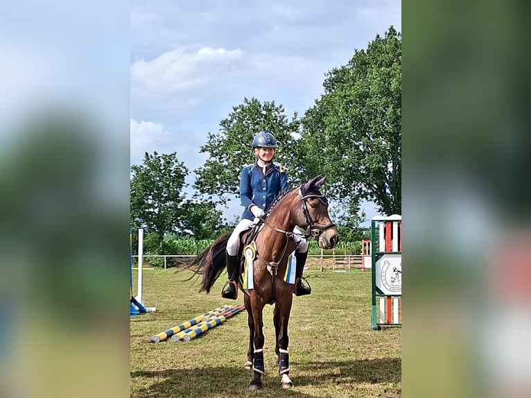 Duitse rijpony Merrie 9 Jaar 147 cm Donkere-vos in Oeversee