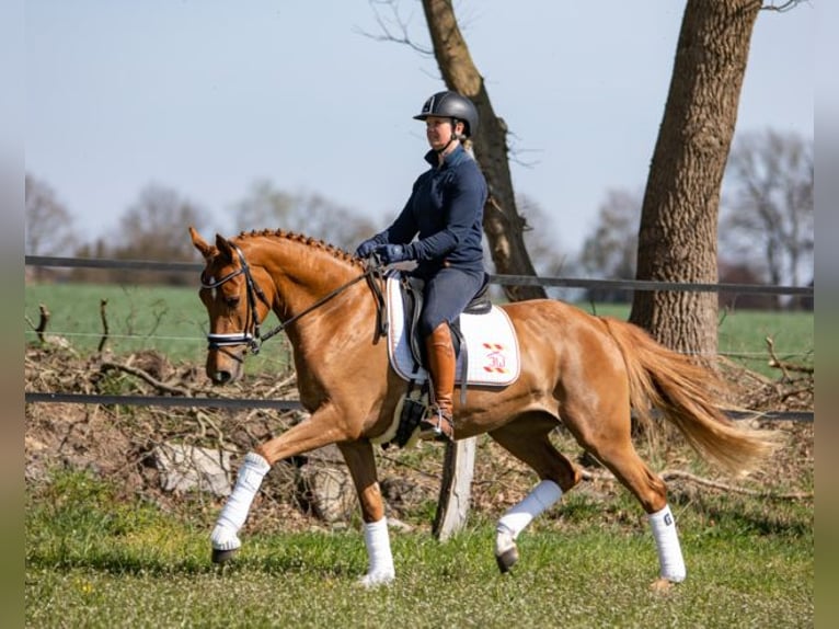Duitse rijpony Merrie 9 Jaar 147 cm Vos in Cappeln