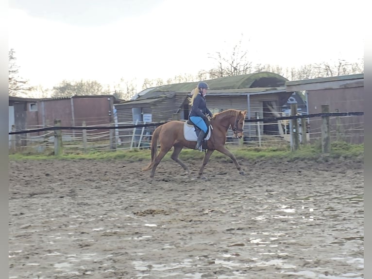 Duitse rijpony Merrie 9 Jaar 147 cm Vos in Mülheim an der Ruhr