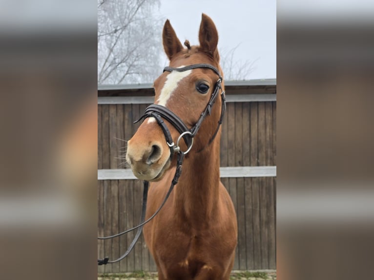 Duitse rijpony Merrie 9 Jaar 147 cm Vos in Mülheim an der Ruhr