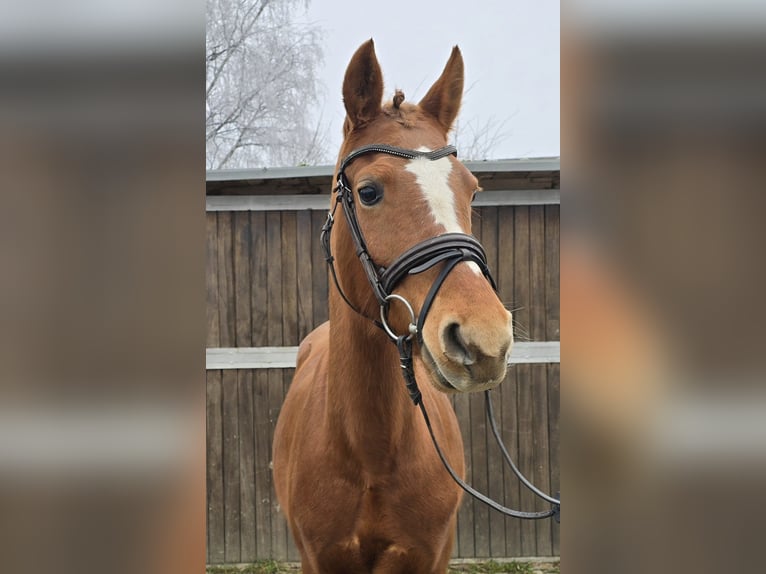 Duitse rijpony Merrie 9 Jaar 147 cm Vos in Mülheim an der Ruhr