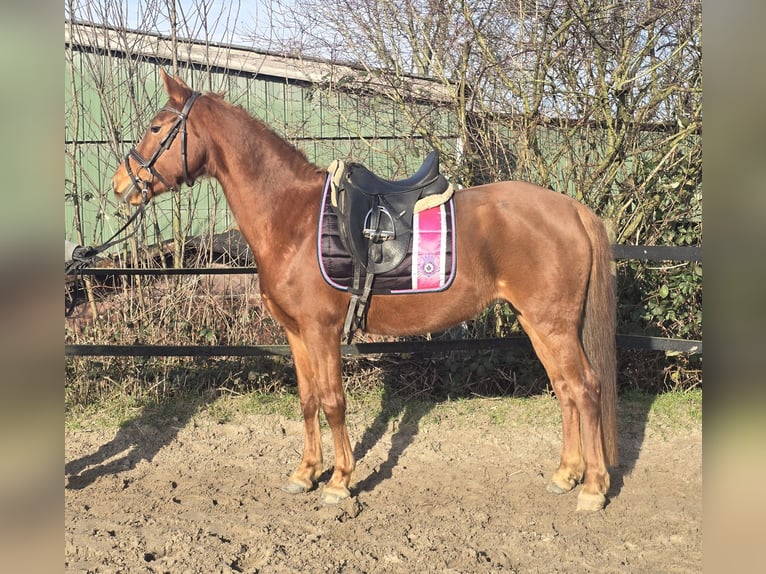 Duitse rijpony Merrie 9 Jaar 147 cm Vos in Mülheim an der Ruhr