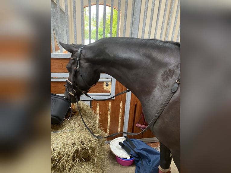 Duitse rijpony Merrie 9 Jaar 147 cm Zwart in Schenefeld