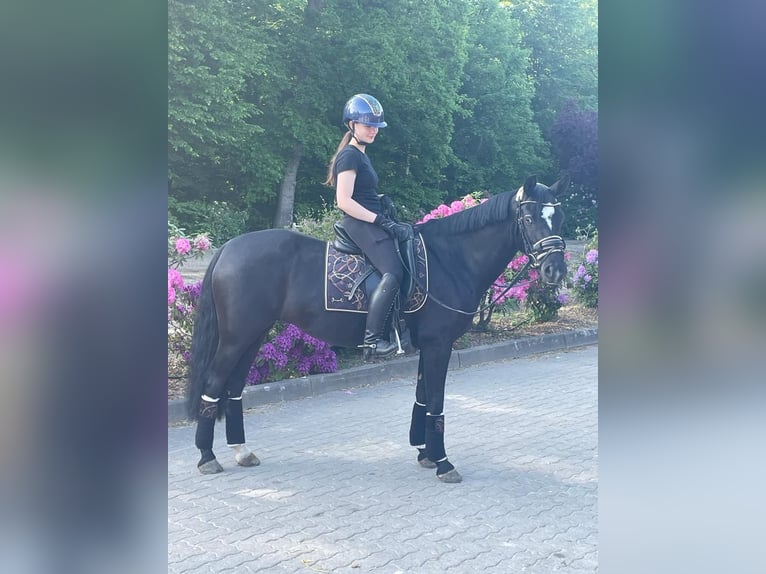 Duitse rijpony Merrie 9 Jaar 147 cm Zwart in Schenefeld