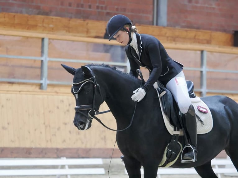 Duitse rijpony Merrie 9 Jaar 147 cm Zwart in Schenefeld