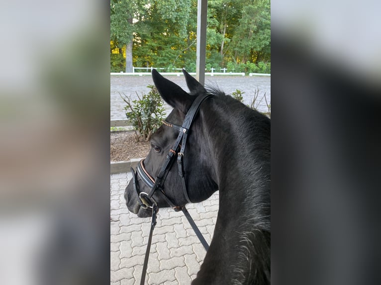 Duitse rijpony Merrie 9 Jaar 147 cm Zwart in Schenefeld