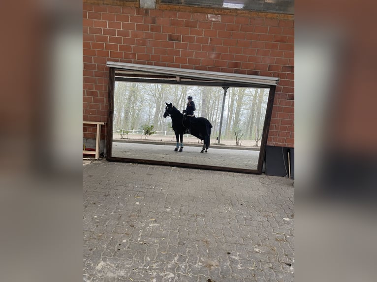 Duitse rijpony Merrie 9 Jaar 147 cm Zwart in Schenefeld