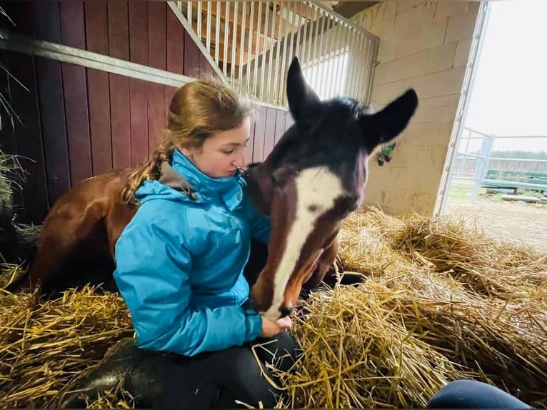 Duitse rijpony Merrie 9 Jaar 148 cm Bruin in Schönwalde -Glien