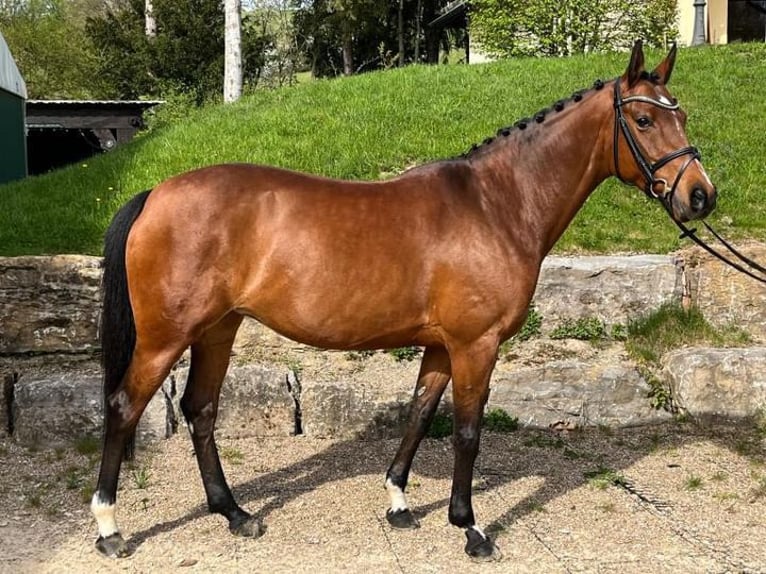 Duitse rijpony Merrie 9 Jaar 148 cm Bruin in Neuhütten