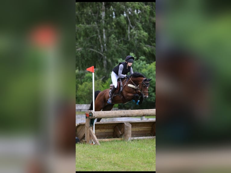 Duitse rijpony Merrie 9 Jaar 148 cm Bruin in Kiel