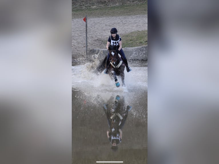 Duitse rijpony Merrie 9 Jaar 148 cm Bruin in Kiel