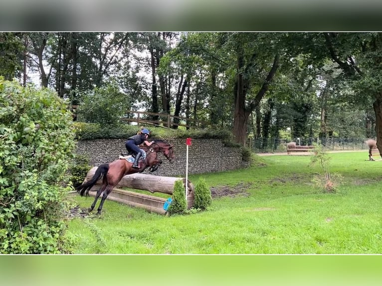 Duitse rijpony Merrie 9 Jaar 148 cm Bruin in Kiel