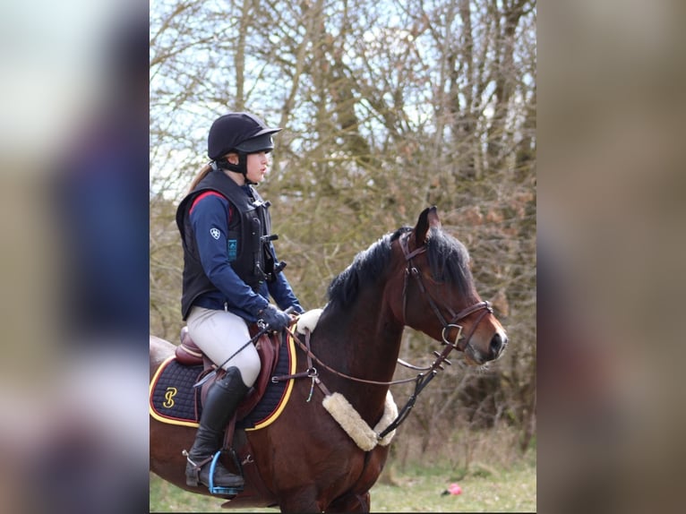 Duitse rijpony Merrie 9 Jaar 148 cm Bruin in Kiel