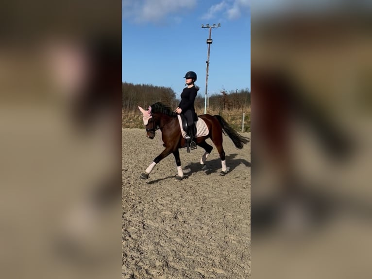 Duitse rijpony Merrie 9 Jaar 148 cm Bruin in Kiel