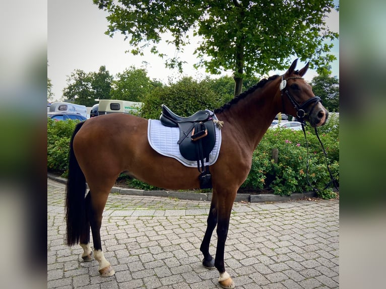 Duitse rijpony Merrie 9 Jaar 148 cm Bruin in Badbergen