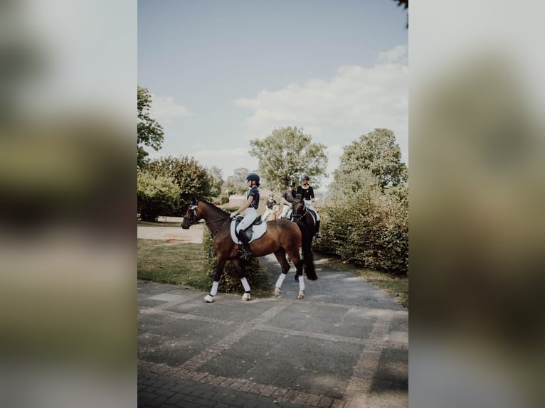 Duitse rijpony Merrie 9 Jaar 148 cm Bruin in Badbergen