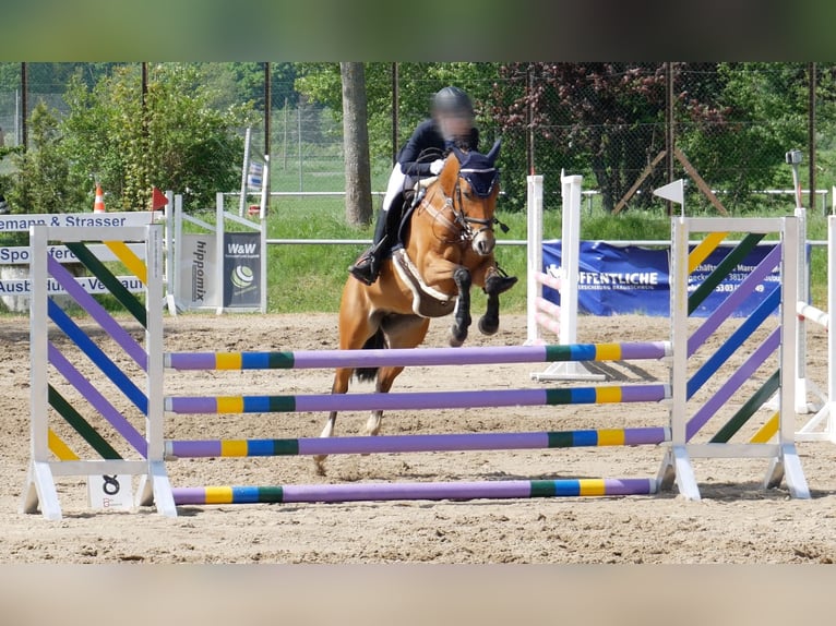 Duitse rijpony Merrie 9 Jaar 148 cm Bruin in Uetze