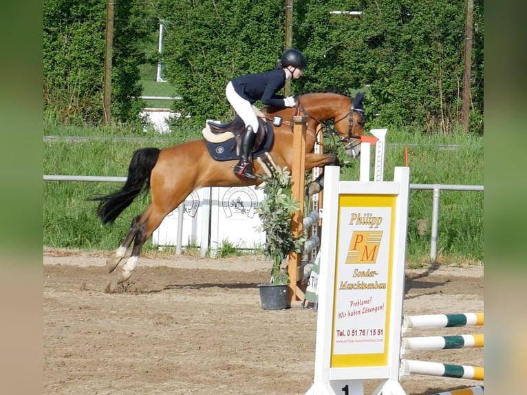 Duitse rijpony Merrie 9 Jaar 148 cm Bruin in Uetze