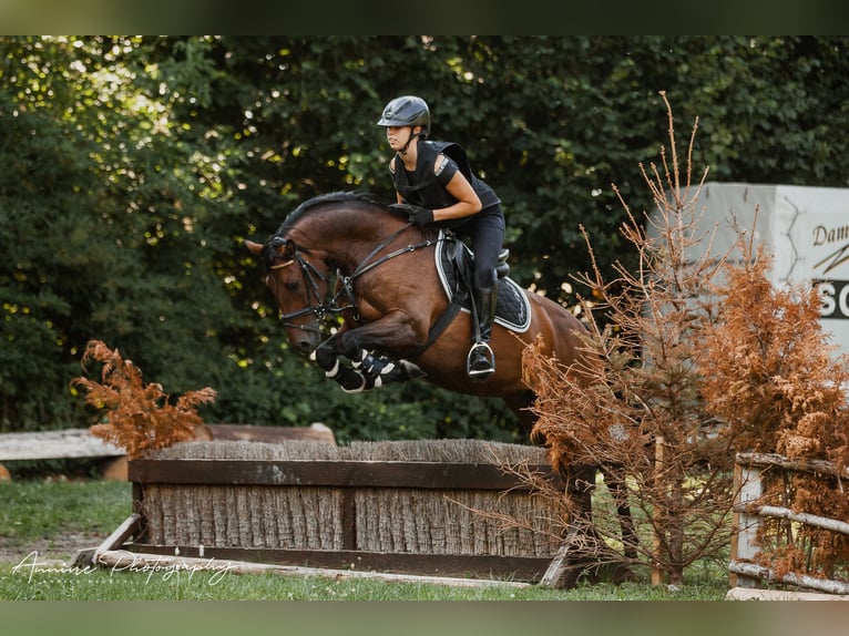 Duitse rijpony Merrie 9 Jaar 148 cm Bruin in Hattenhofen