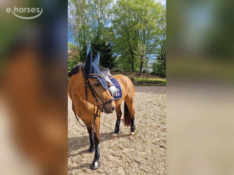 Duitse rijpony Merrie 9 Jaar 148 cm Buckskin in Bad Liebenzell