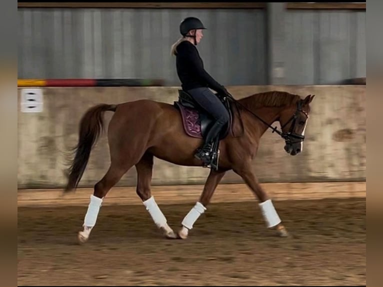 Duitse rijpony Merrie 9 Jaar 148 cm Donkere-vos in Sassenberg