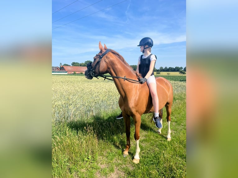 Duitse rijpony Merrie 9 Jaar 148 cm Donkere-vos in Sassenberg