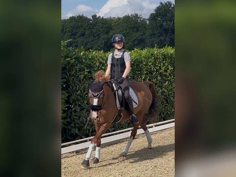 Duitse rijpony Merrie 9 Jaar 148 cm Donkere-vos in Sassenberg