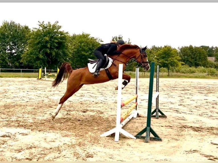 Duitse rijpony Merrie 9 Jaar 148 cm Donkere-vos in Sassenberg