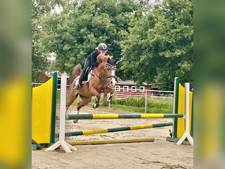 Duitse rijpony Merrie 9 Jaar 148 cm Donkere-vos in Sassenberg