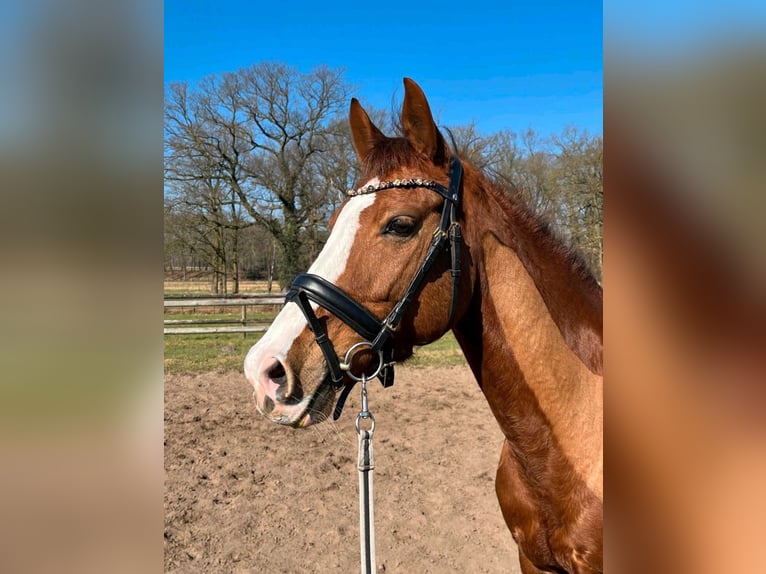 Duitse rijpony Merrie 9 Jaar 148 cm Donkere-vos in Sassenberg