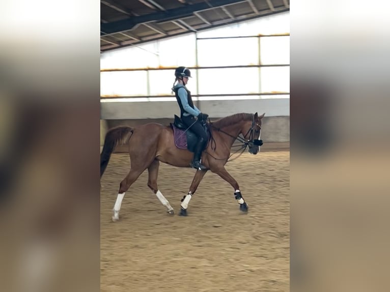 Duitse rijpony Merrie 9 Jaar 148 cm Donkere-vos in Sassenberg