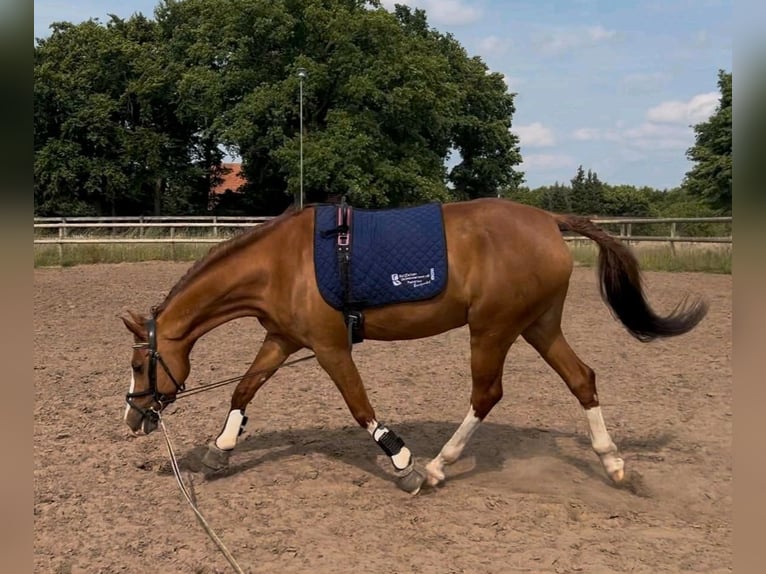Duitse rijpony Merrie 9 Jaar 148 cm Donkere-vos in Sassenberg