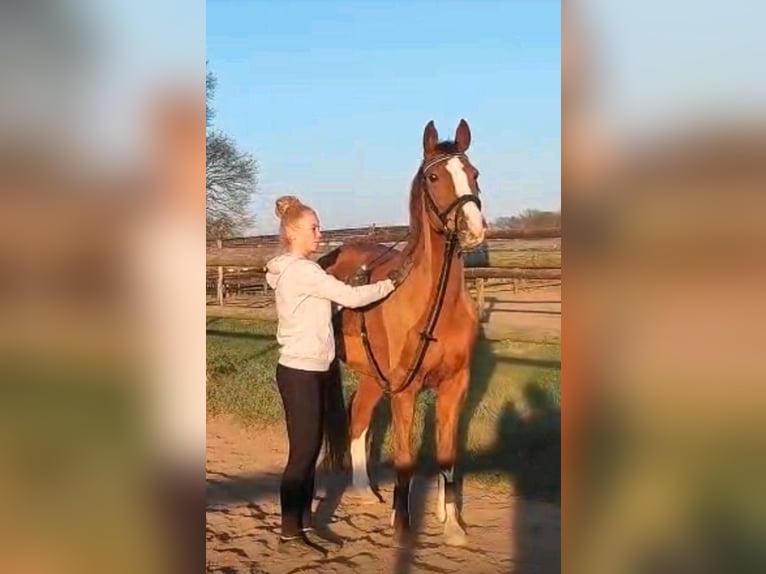 Duitse rijpony Merrie 9 Jaar 148 cm Donkere-vos in Sassenberg
