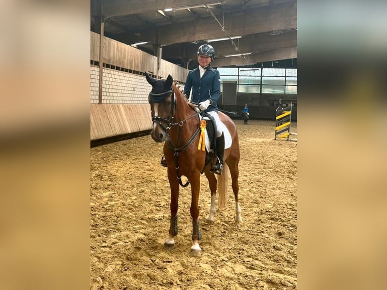 Duitse rijpony Merrie 9 Jaar 148 cm in Lippetal