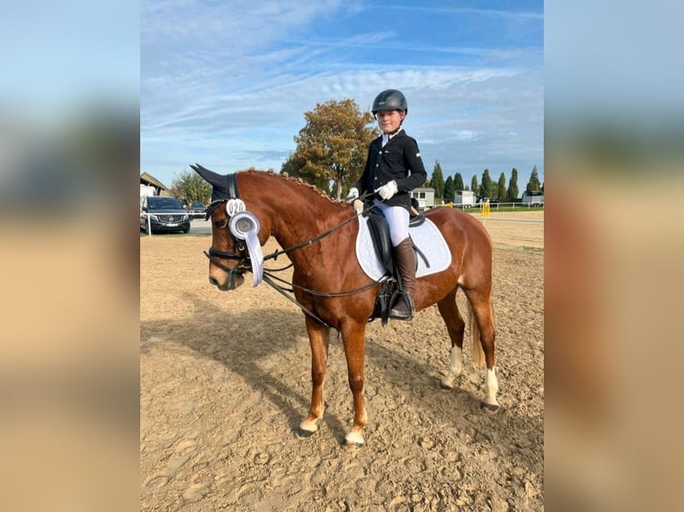 Duitse rijpony Merrie 9 Jaar 148 cm in Lippetal