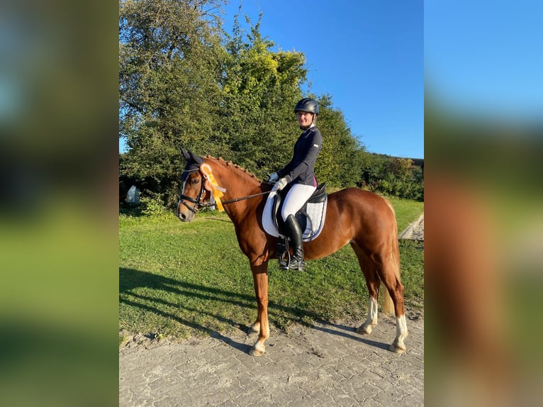 Duitse rijpony Merrie 9 Jaar 148 cm in Lippetal