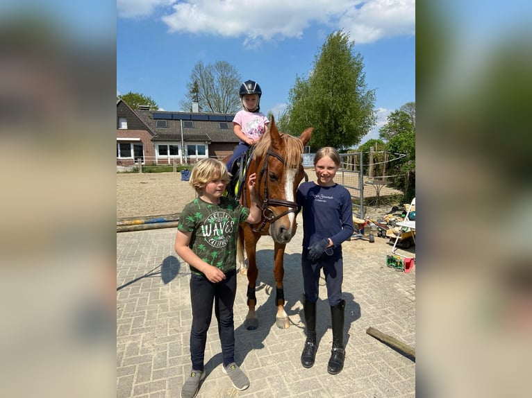 Duitse rijpony Merrie 9 Jaar 148 cm in Lippetal