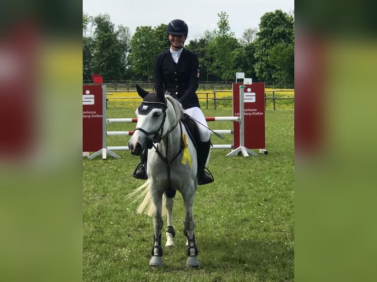Duitse rijpony Merrie 9 Jaar 148 cm Schimmel in Kaufbeuren