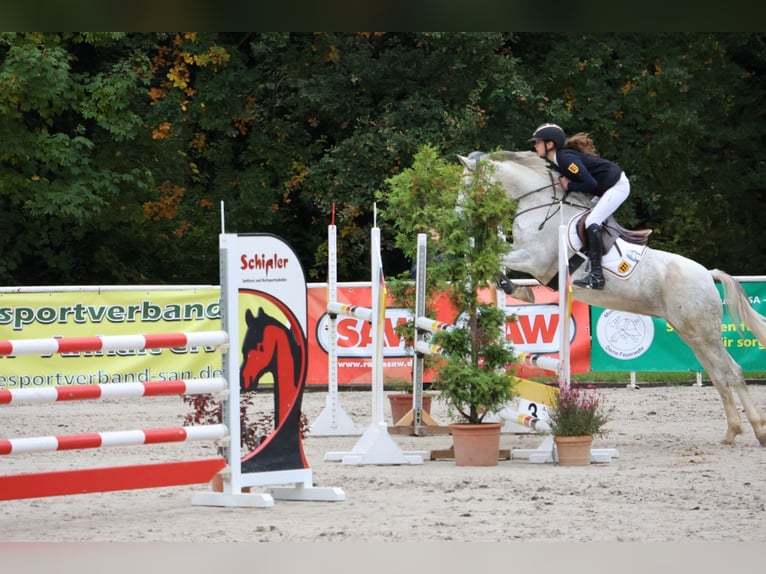 Duitse rijpony Merrie 9 Jaar 148 cm Schimmel in Buchen Waldhausen