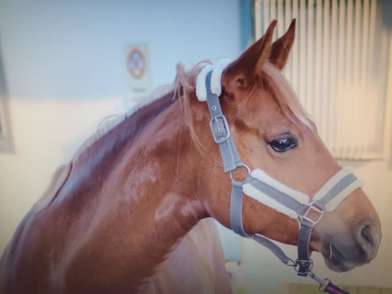 Duitse rijpony Merrie 9 Jaar 148 cm Vos in Wiesbaden